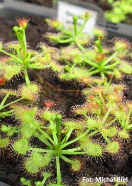 Drosera gracilis {Mt. Wombargo, Vic.}