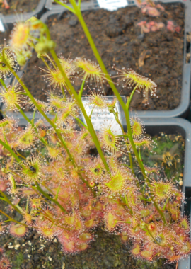 Drosera gracilis {Mt. Buffalo, Vic.}