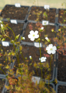 Drosera gracilis {Mt. Buffalo, Vic.}