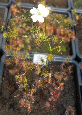 Drosera gracilis {Genoa, Vic.} (Coastal form)