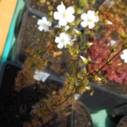 Drosera gracilis {Genoa, Vic.} (Coastal form)