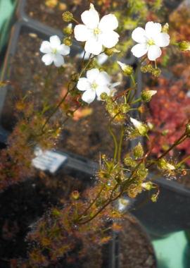 Drosera gracilis {Genoa, Vic.} (Coastal form)