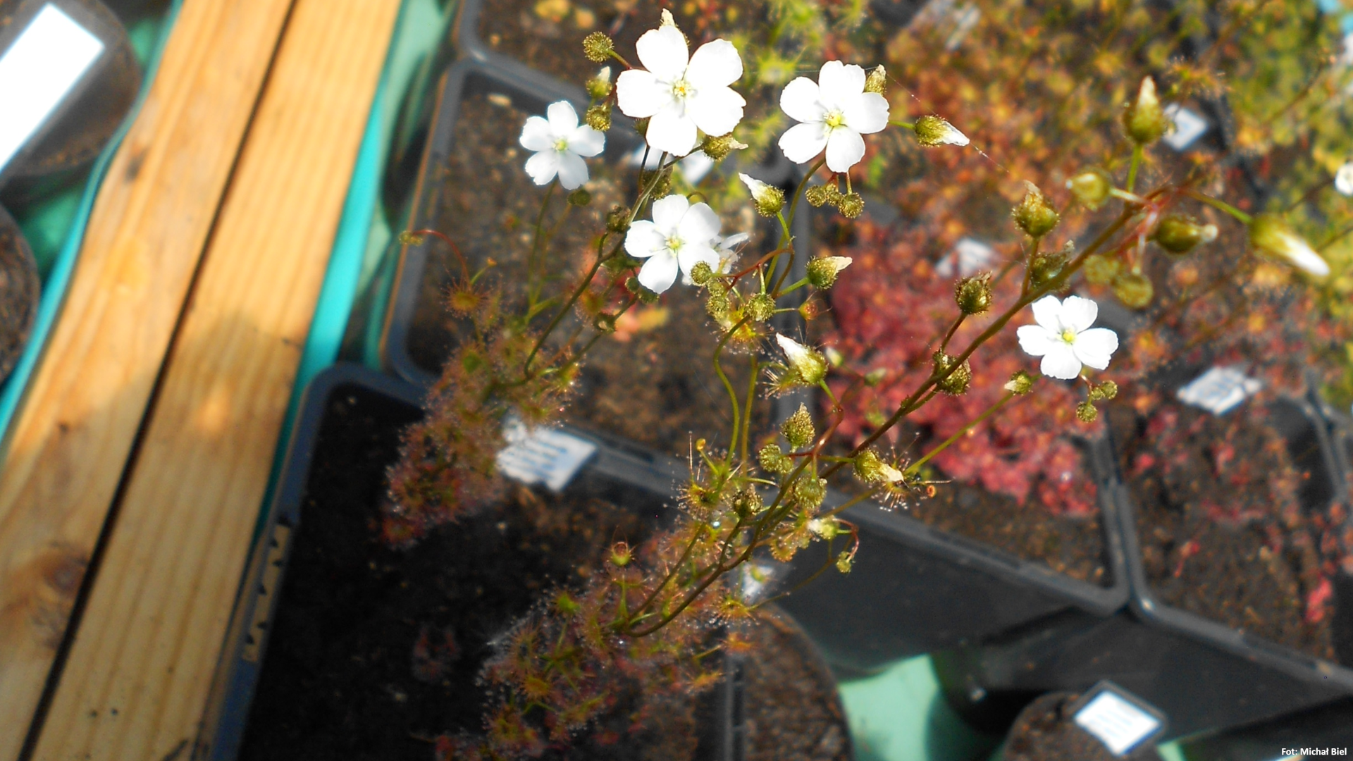 Drosera gracilis {Genoa, Vic.} (Coastal form)