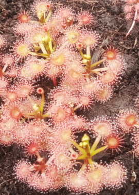 Drosera gracilis {Mt. Wombargo, Vic.}