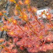 Drosera gracilis {Mt. Wombargo, Vic.}