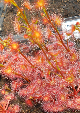 Drosera gracilis {Mt. Wombargo, Vic.}