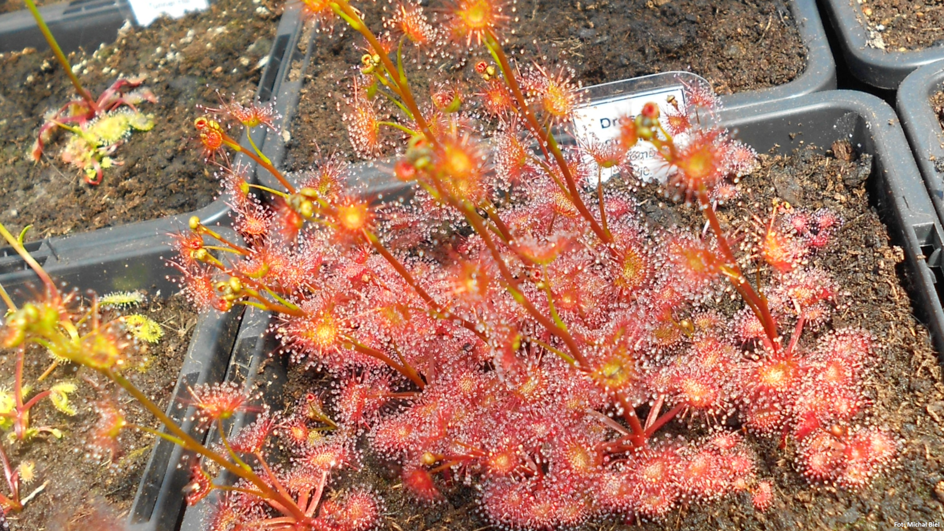 Drosera gracilis {Mt. Wombargo, Vic.}