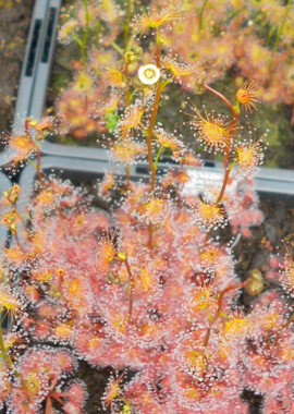 Drosera gracilis {Mt. Wombargo, Vic.}