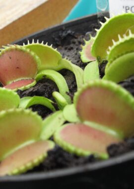 Dionaea muscipula BCP clone aka Green Wizard