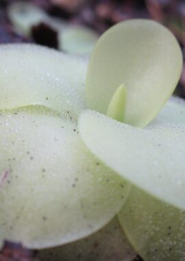 Pinguicula sp. Guatemala