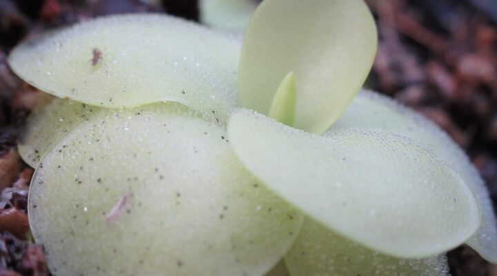 Pinguicula sp. Guatemala
