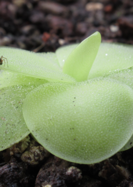 Pinguicula sp. Guatemala