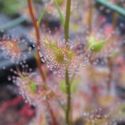 Drosera gracilis {Tuggeranong, ACT., Australia}