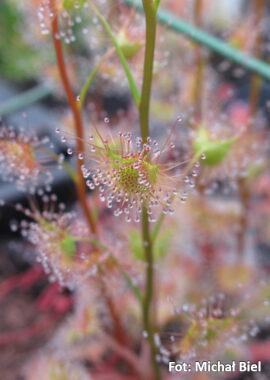 Drosera gracilis {Tuggeranong, ACT., Australia}
