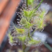 Drosera gunniana {Tunnel Hill}
