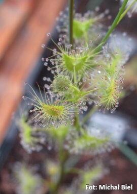 Drosera gunniana {Tunnel Hill}