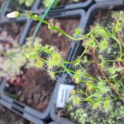 Drosera gunniana {Dubbo, NSW.}