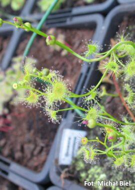 Drosera gunniana {Dubbo, NSW.}