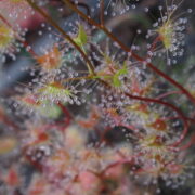 Drosera gunniana {Sydney, NSW.}