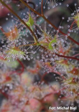 Drosera gunniana {Sydney, NSW.}