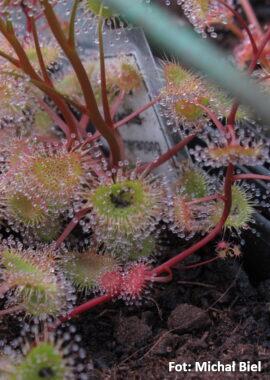 Drosera gracilis {Tuggeranong, ACT., Australia}
