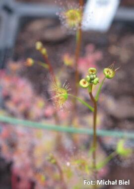 Drosera gracilis {Tuggeranong, ACT., Australia}