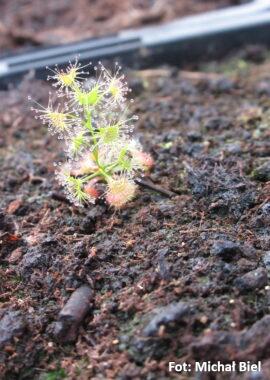 Drosera gunniana {Wellsford Forest, Vic}