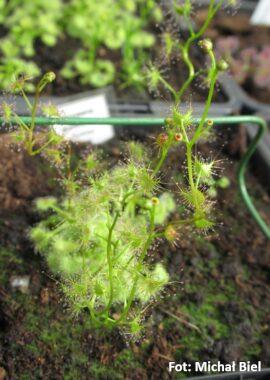 Drosera gunniana {Sydney, NSW.}