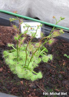 Drosera gunniana {Sydney, NSW.}