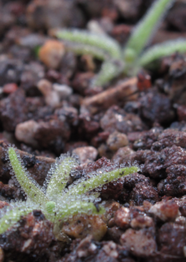 Pinguicula gypsicola