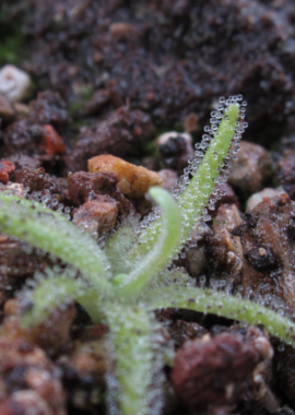 Pinguicula gypsicola