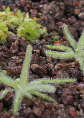 Pinguicula gypsicola
