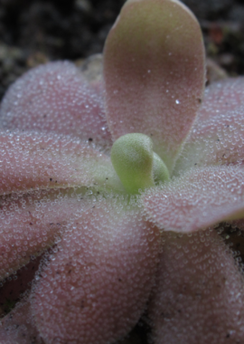 Pinguicula gypsicola x Sethos