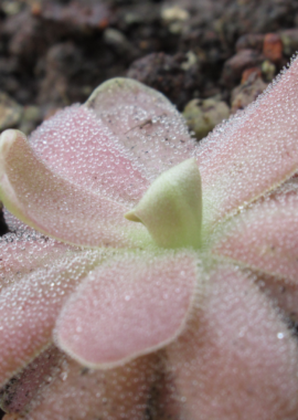 Pinguicula gypsicola x Sethos