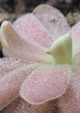 Pinguicula gypsicola x Sethos