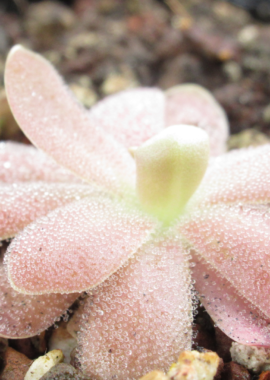 Pinguicula gypsicola x Sethos