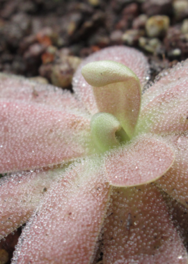 Pinguicula gypsicola x Sethos
