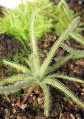 Pinguicula gypsicola
