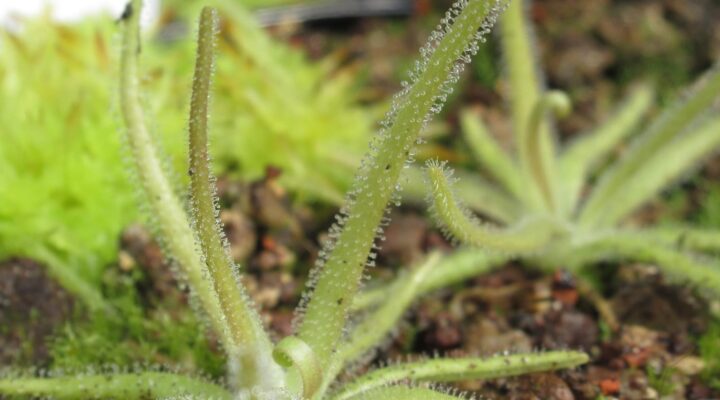Pinguicula gypsicola