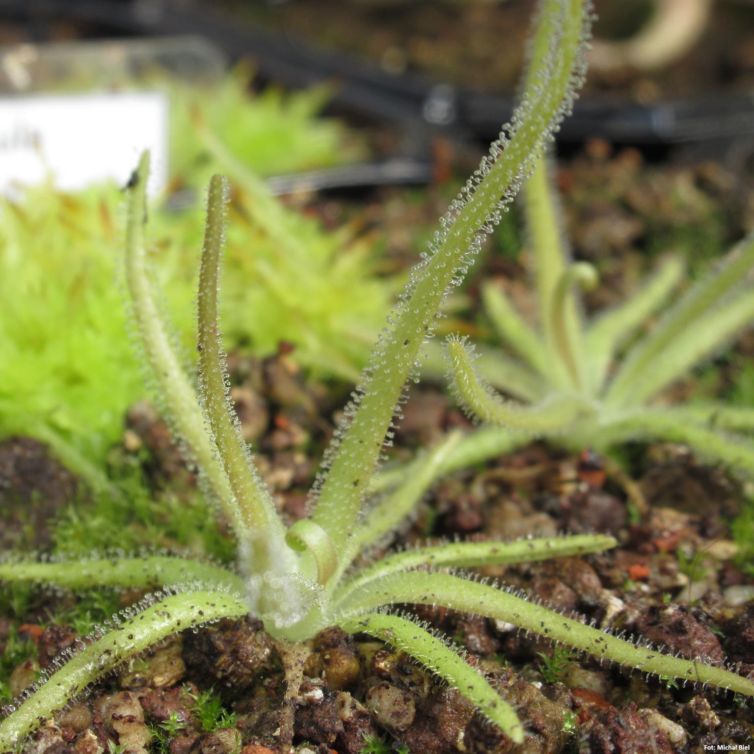 Pinguicula gypsicola