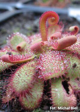Drosera hamiltonii