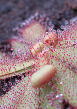 Drosera hamiltonii