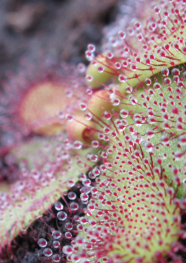 Drosera hamiltonii