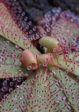 Drosera hamiltonii