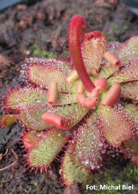 Drosera hamiltonii