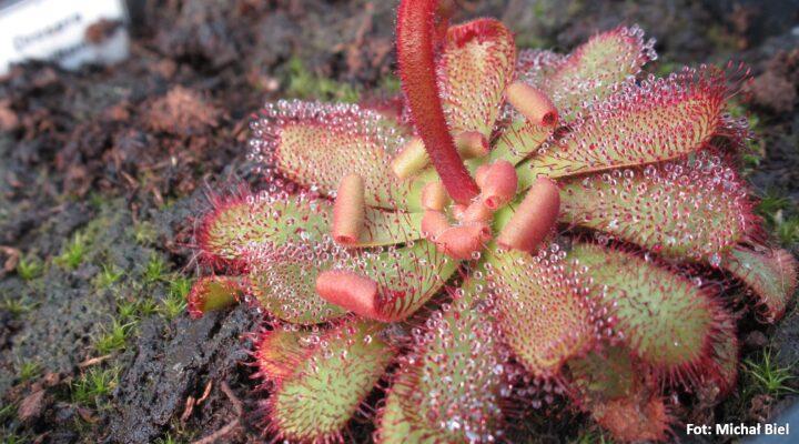 Drosera hamiltonii
