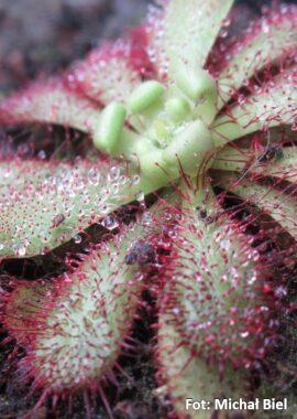 Drosera hamiltonii