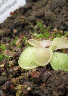 Pinguicula sp. Hauchaupa