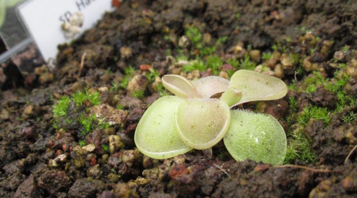 Pinguicula sp. Hauchaupa