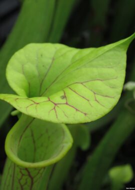 Sarracenia flava var. ornata {Holley}